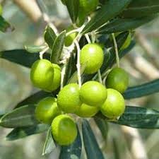 Un compuesto extraído del olivo ayuda a la cicatrización de heridas, según una investigación del IMIB